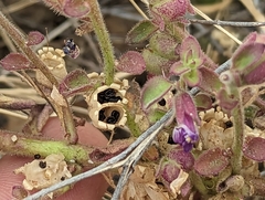 Pseudorontium cyathiferum