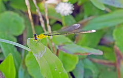 Ischnura capreolus