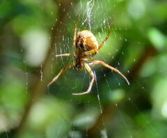 Novaranea queribunda