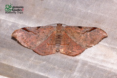 Hypochrosis baenzigeri