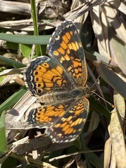 Phyciodes phaon