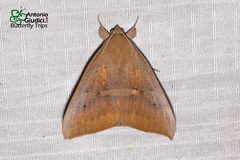 Ophisma gravata