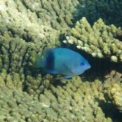 Plectroglyphidodon johnstonianus