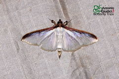 Cydalima laticostalis