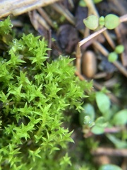 Pseudocrossidium hornschuchianum