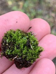 Pseudocrossidium hornschuchianum