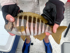 Girella zebra