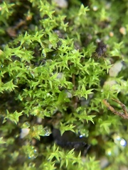 Pseudocrossidium hornschuchianum