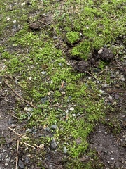 Pseudocrossidium hornschuchianum