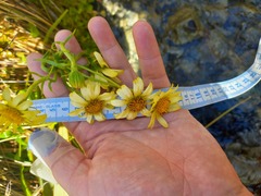 Dolichoglottis lyallii × scorzoneroides