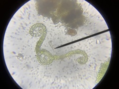 Pseudocrossidium hornschuchianum