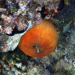 Entacmaea quadricolor