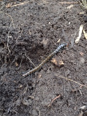 Cormocephalus esulcatus