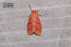 Miltochrista pingera