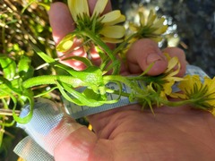 Dolichoglottis lyallii × scorzoneroides