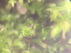 Bryum barnesii