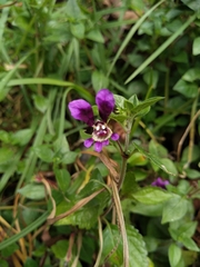 Cuphea calaminthifolia