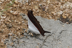Marpesia zerynthia