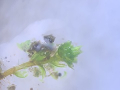 Bryum barnesii