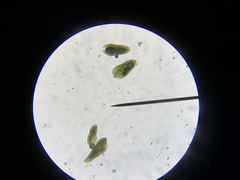 Bryum barnesii