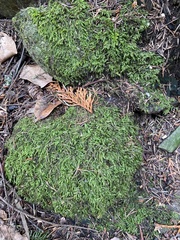 Plagiothecium undulatum