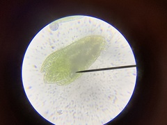 Bryum barnesii