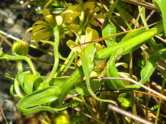 Dolichoglottis lyallii × scorzoneroides