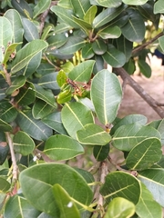 Polistes cavapytiformis