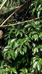 Syzygium tripinnatum