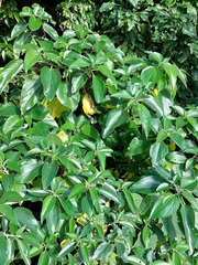 Pipturus arborescens