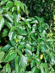 Pipturus arborescens