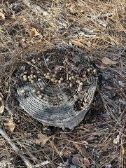 Sylvilagus palustris