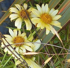 Dolichoglottis lyallii × scorzoneroides