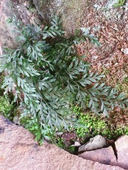 Asplenium hookerianum
