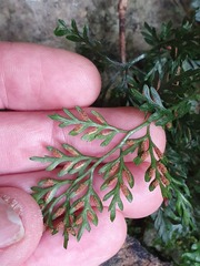 Asplenium hookerianum