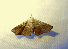 Esthlodora versicolor