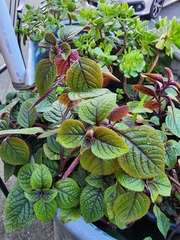 Plectranthus purpuratus