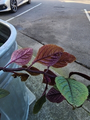 Plectranthus purpuratus