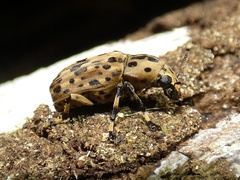 Euparius polius