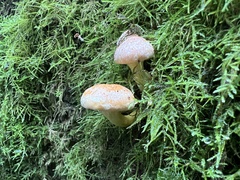 Pyrrhulomyces astragalinus