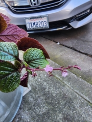 Plectranthus purpuratus