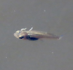 Gambusia punctata