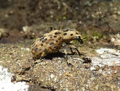 Euparius polius
