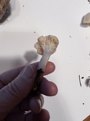 Cuphophyllus virgineus