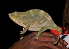 Chamaeleonidae