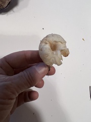 Cuphophyllus virgineus