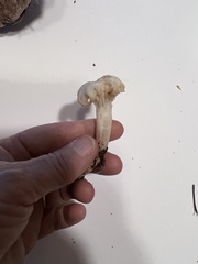 Cuphophyllus virgineus