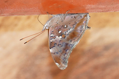 Historis acheronta