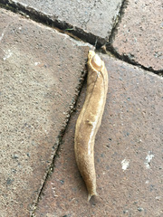 Testacella haliotidea