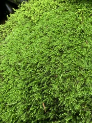 Sciuro-hypnum plumosum